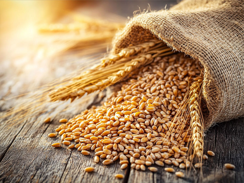 Organic whole wheat grains in a jute sack with wheat stalks